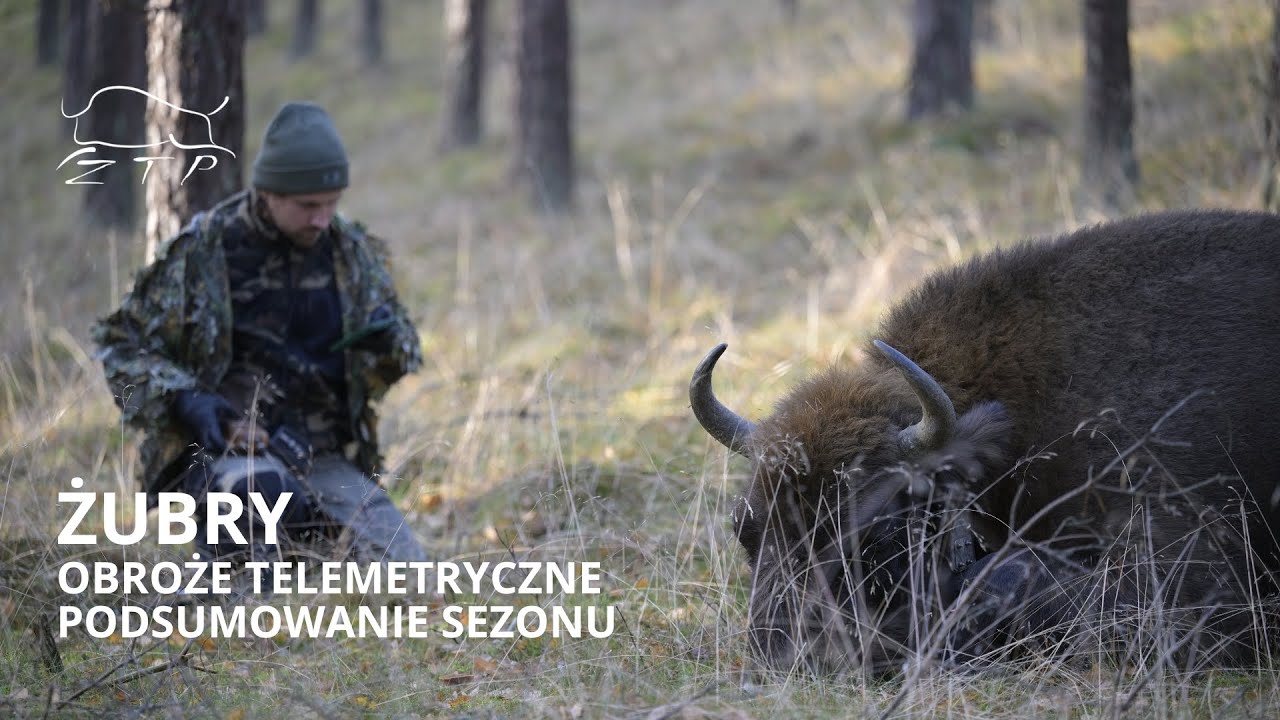 Obroże telemetryczne żubr&oacute;w - podsumowanie sezonu | Zachodniopomorskie Towarzystwo Przyrodnicze