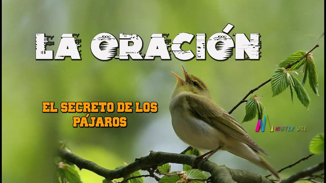 EL SECRETO DE LOS PÁJAROS - LA ORACIÓN
