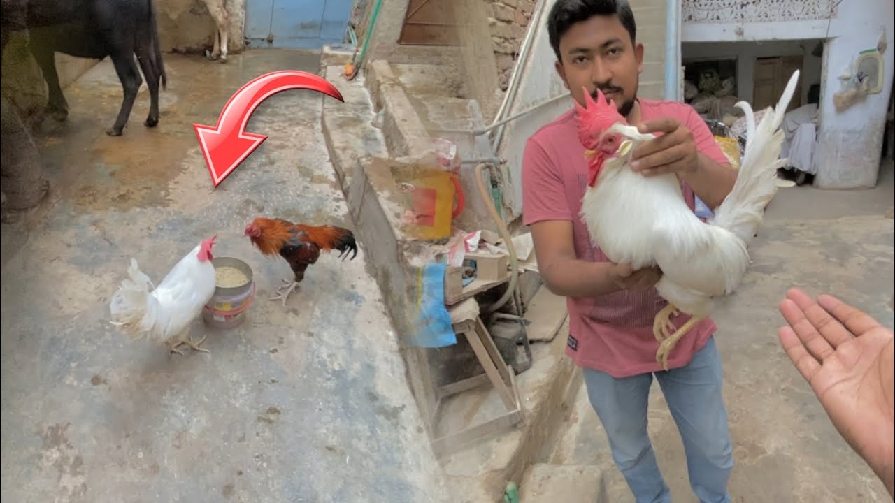 Farmi Murga wapas a Gaya 😍
