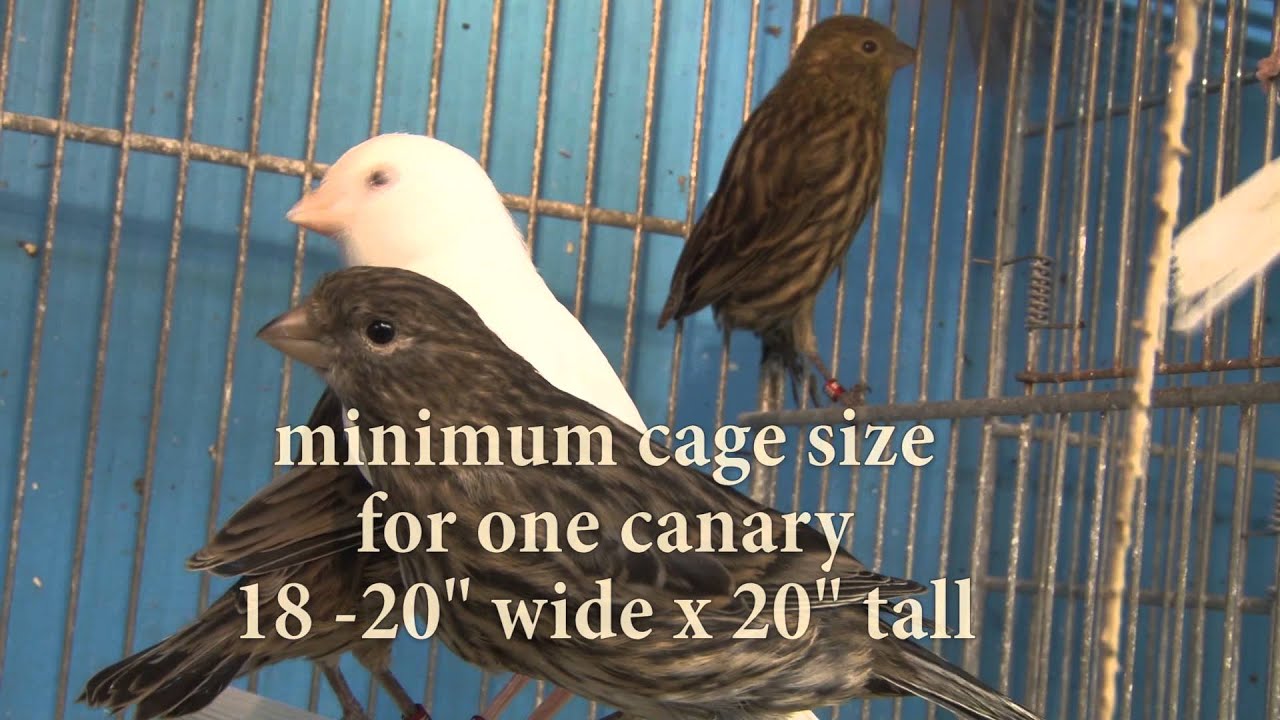 Meet Canary Breeder Jorge Garcia