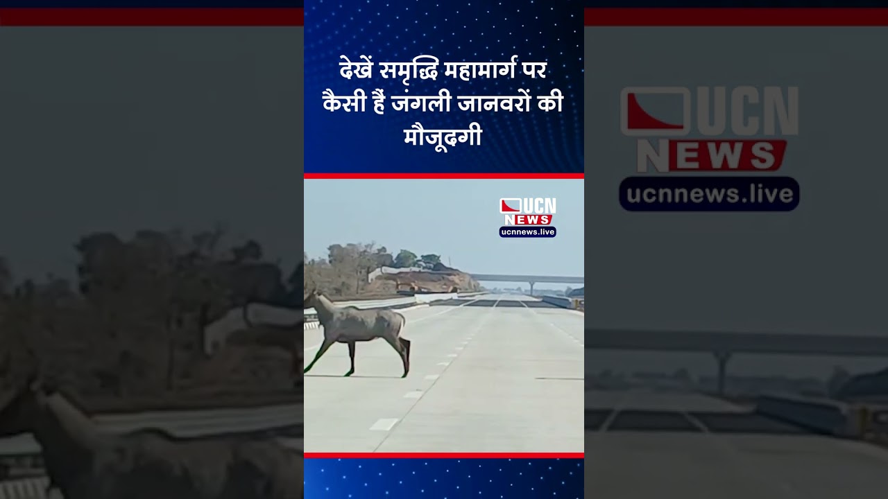 देखें समृद्धि महामार्ग पर कैसी हैं जंगली जानवरों की मौजूदगी