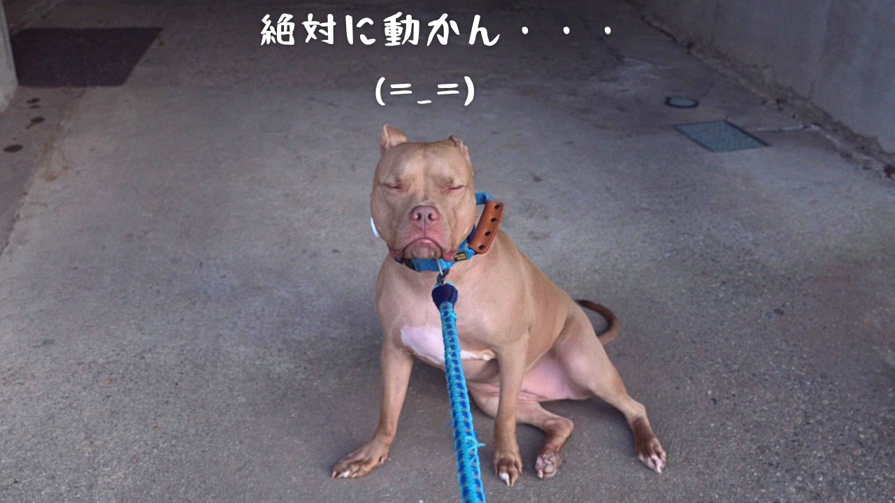 母ちゃんに置いて行かれると思ってお散歩拒否をしまくるピットブルがこちらである・・・
