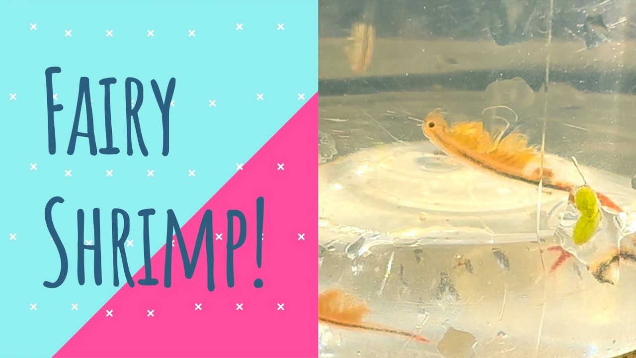 Что такое креветки-феи? 🍤🌟