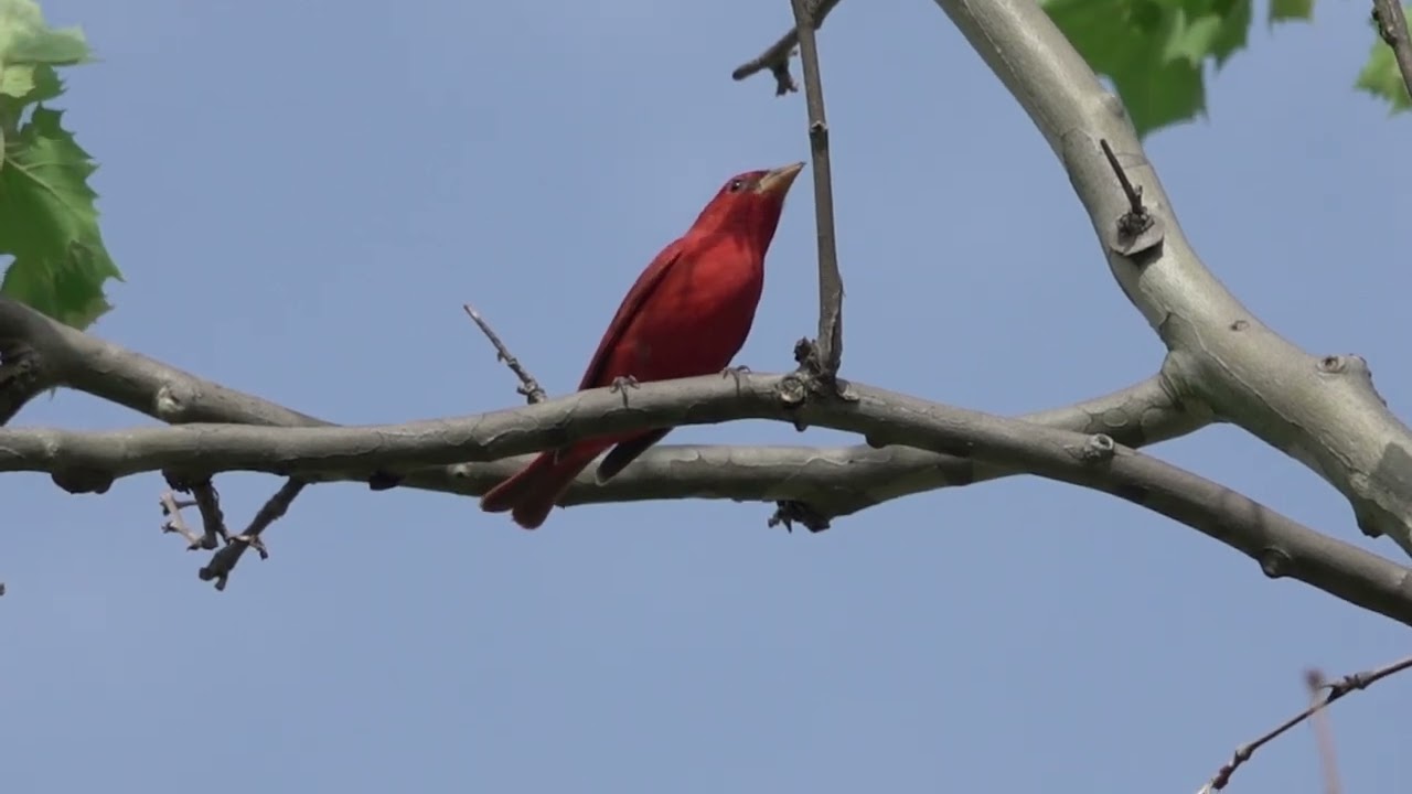 Reed Mtn Birding 4 20 25
