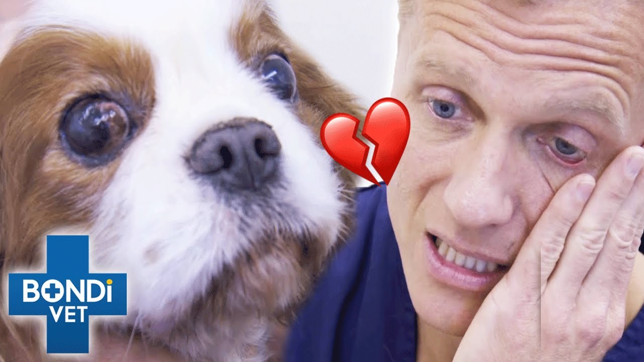 Does Dog's Intense Scratching Hide Rare Syringomyelia Disease? 😨 | Bondi Vet