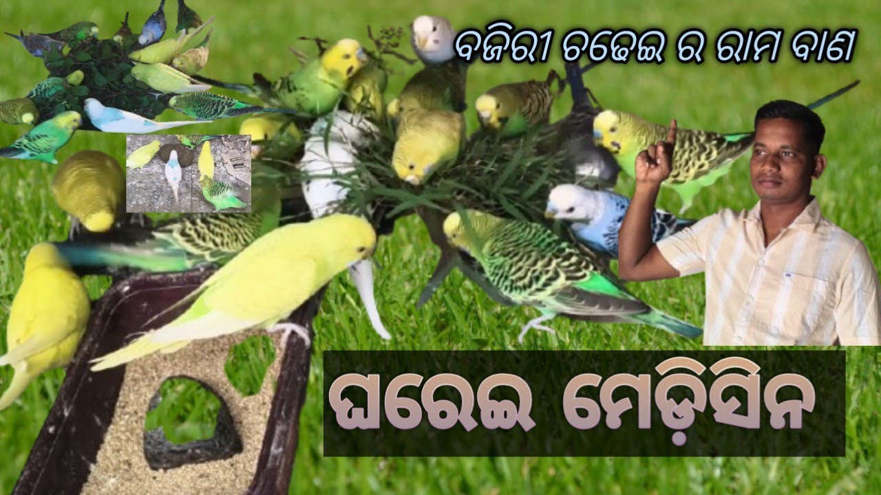 ଵା ବଜିରୀ ଚଢେଇର ରାମ ବାଣ ଘରେଇ ମେଡ଼ିସିନ #🦜🦜🦜🦜#Bojri parrot # viral video#how to meke bajri parrot cage