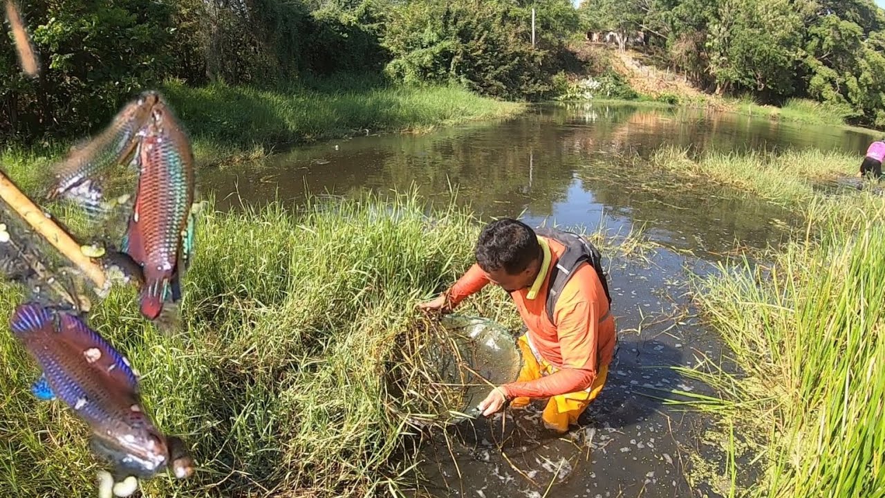 INCRÍVEL OS CARDUMES NESSA PESCARIA DE PEIXE BETTA SELVAGEM !