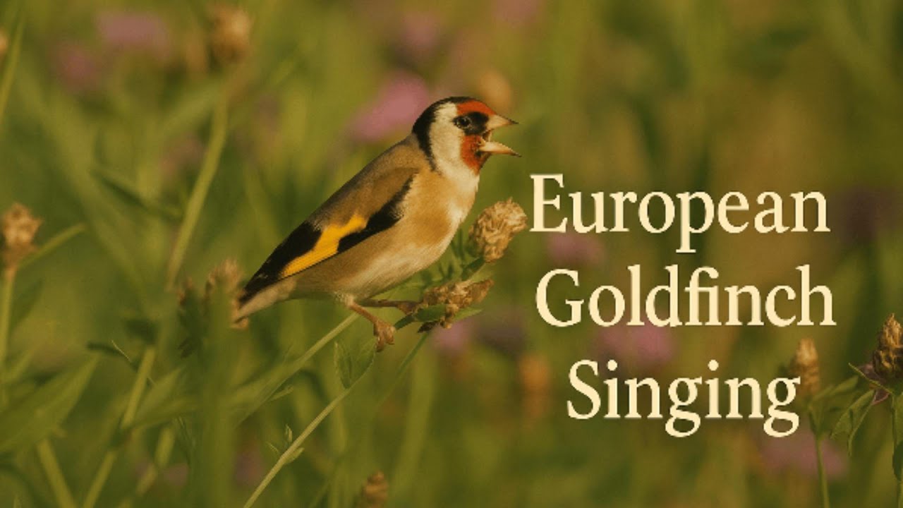 European Goldfinch Singing&rdquo; 🕊️🎶