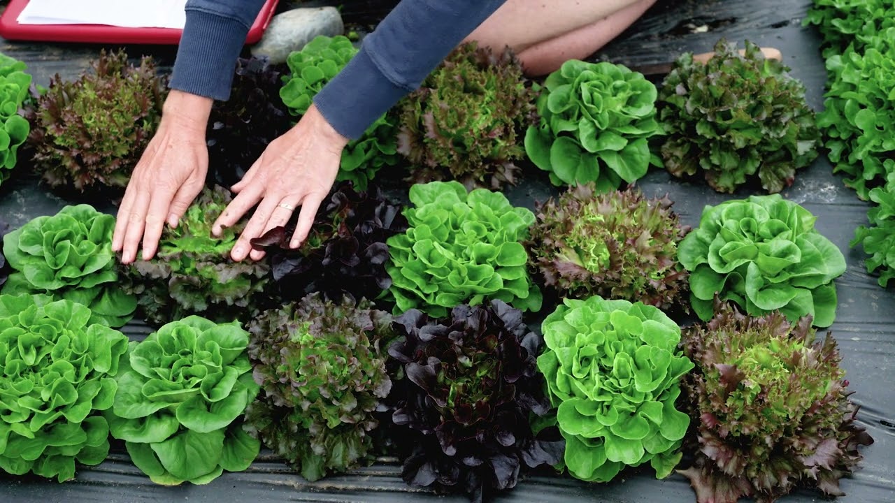 Prismatic Mini-Head Lettuce Seed Mix from Johnny's