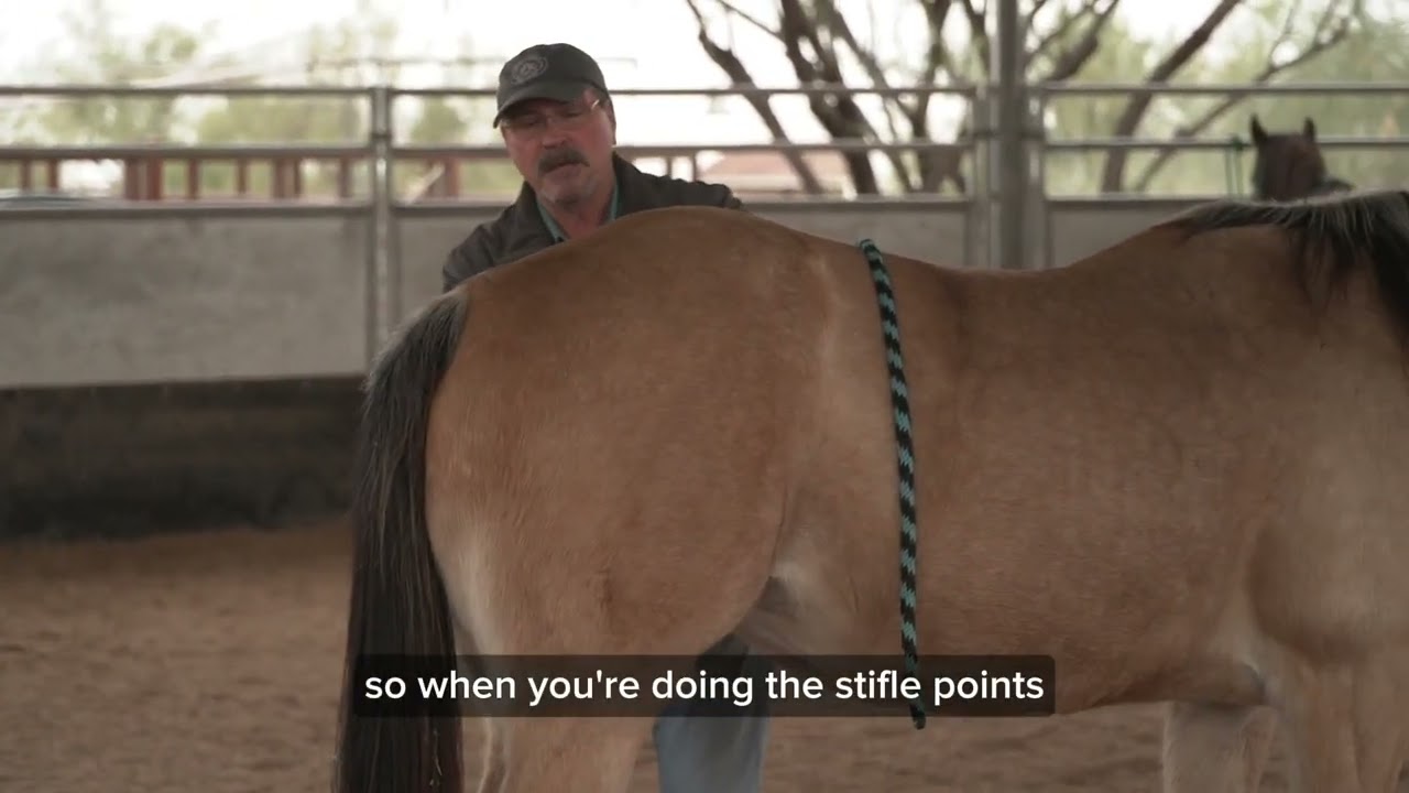 Easy Technique to Help Your Horse’s Stifle Feel Better