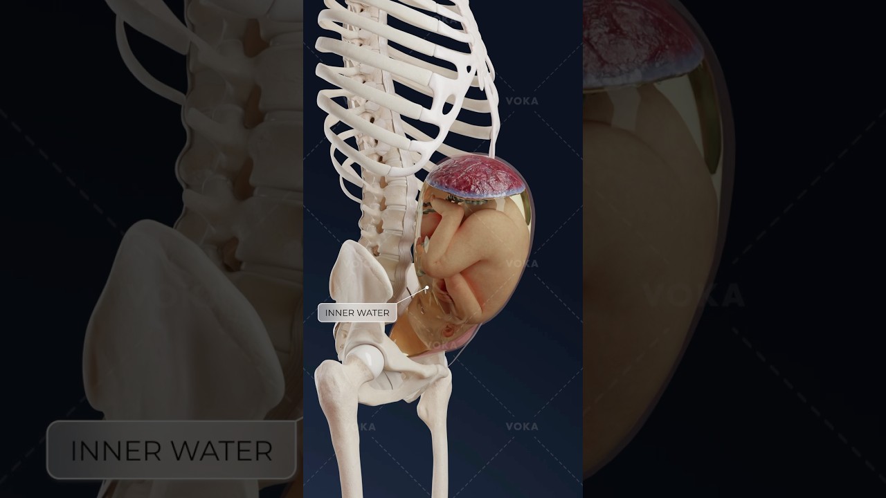 Qu'est-ce qu'une pr&eacute;sentation oblique du f&oelig;tus et comment cela affecte-t-il l'accouchement ? 3D