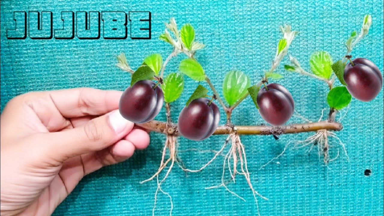 Jujube propagation horizontaly with rotting hormone see how many roots produse jujube cutting