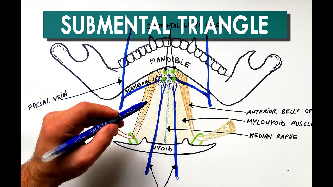 Submental Triangle - Boundaries & Contents | Anatomy Tutorial