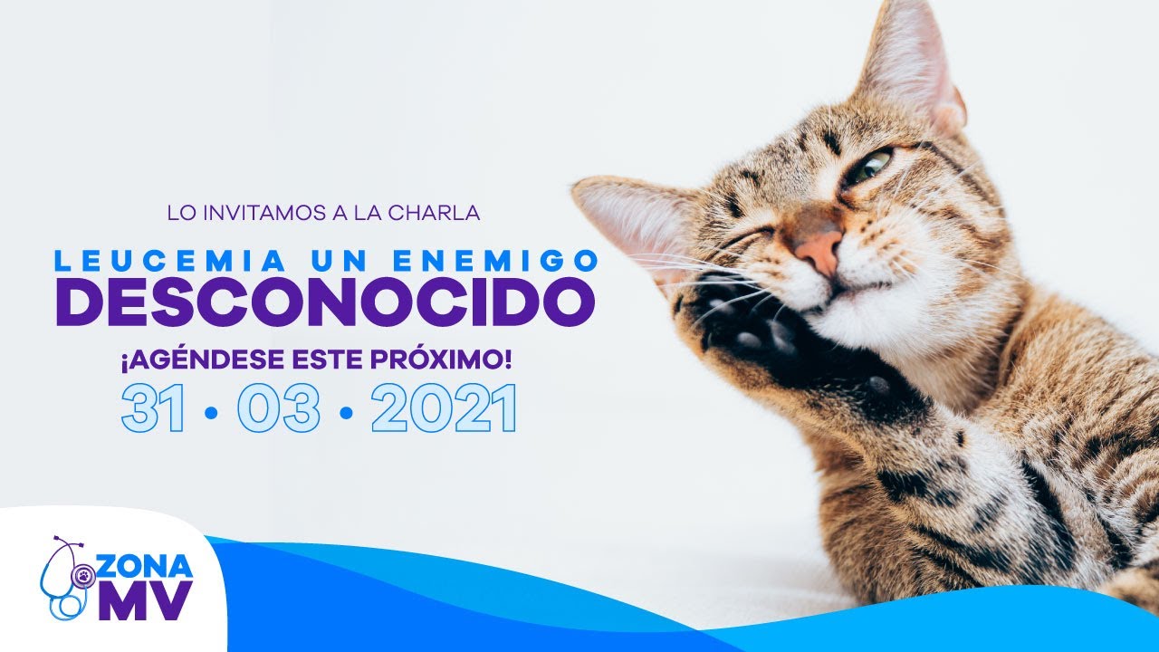 #ZonaMV​ Webinar Veterinario: 🐱💜 Leucemia, un enemigo desconocido