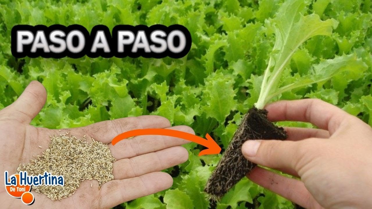 Como Y Cuando Sembrar Escarola En Casa - Cultivo Escarola || La Huertina De Toni