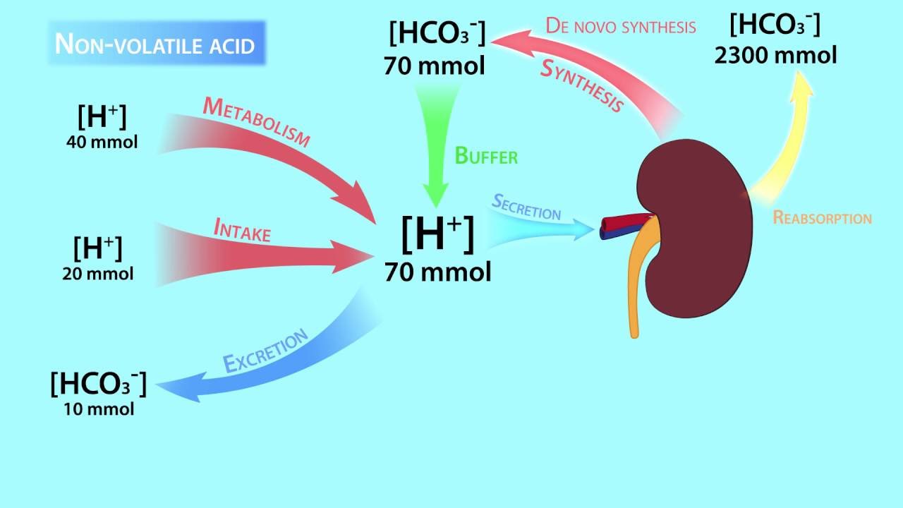 Acid-Base RegulationVolatile and Nonvolatile Acids