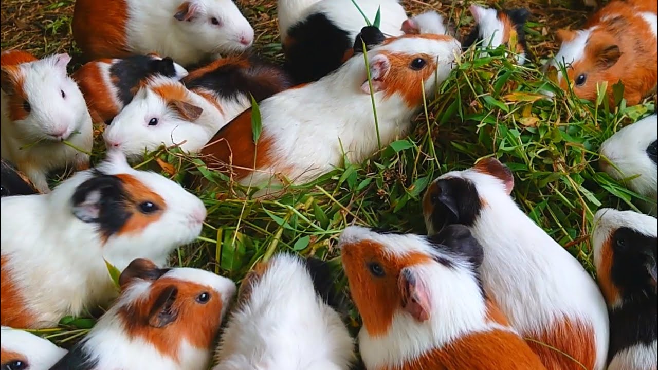 Guinea pigs eating asmr, feeding Guinea pigs to animals, beautiful and cute Guinea pig 