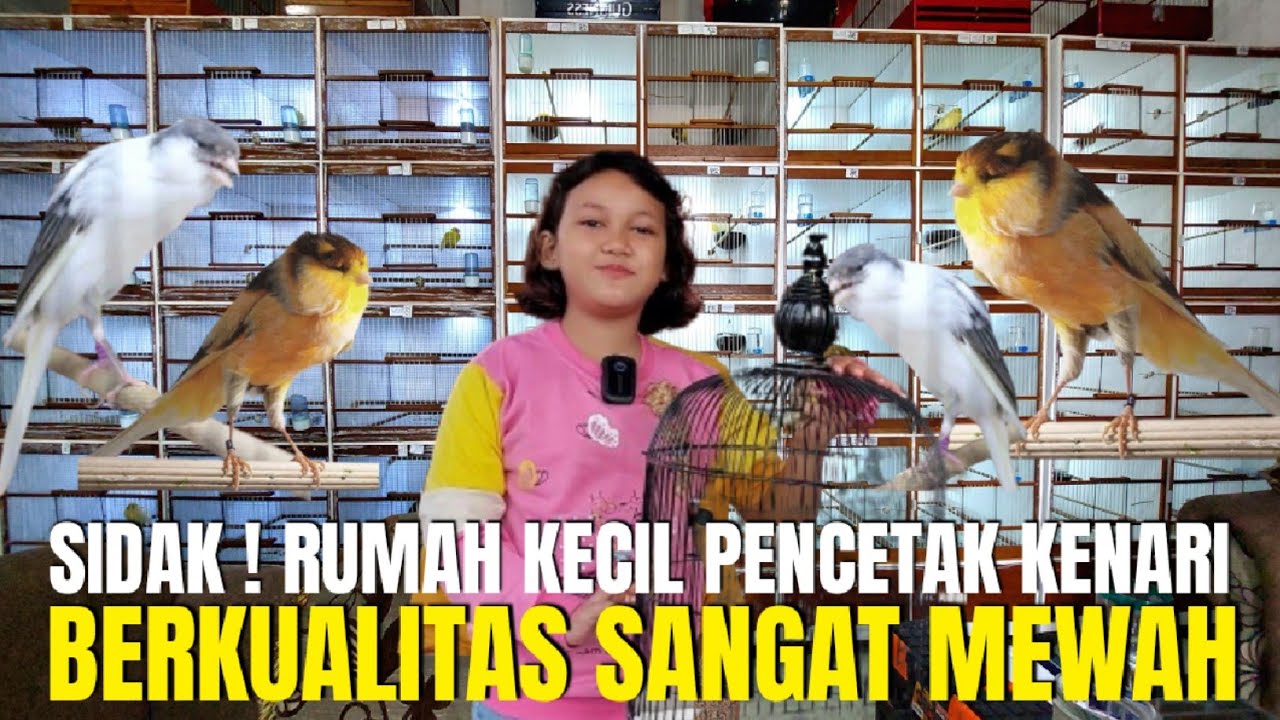 SIDAK ! RUMAH KECIL PETERNAK BURUNG KENARI DI GANDUL CINERE ! ARUMI KINGKONG KENARI