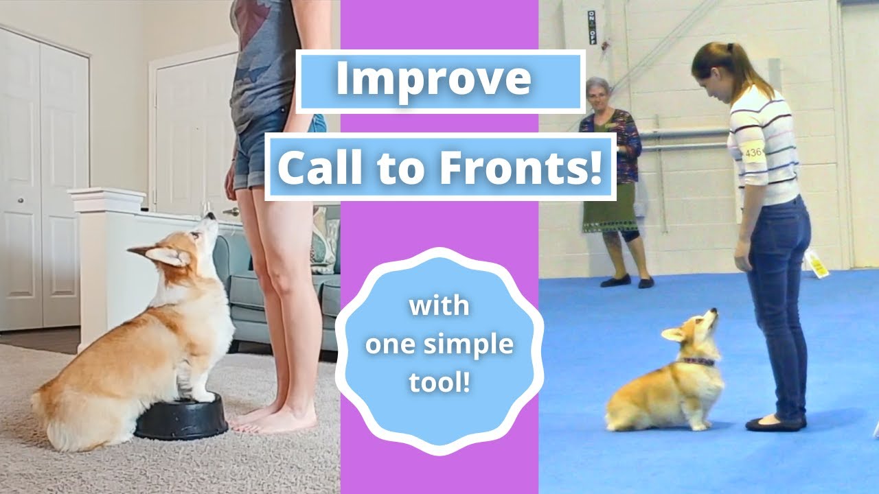 Improve Call to Fronts (Signs 110 and 111) // AKC Rally