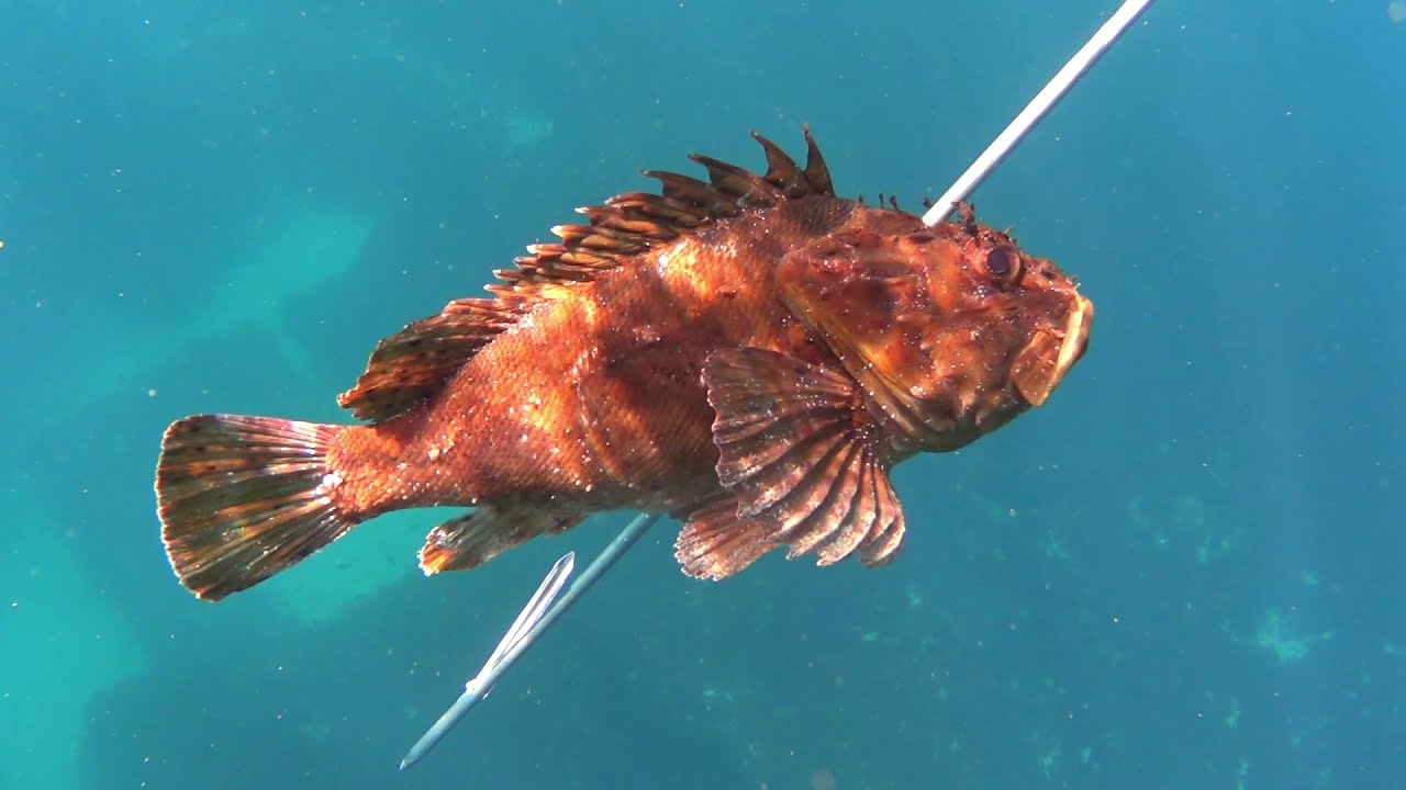 PESCA SUBMARINA EN EL ESTRECHO DE GIBRALTAR A POCO FONDO DESDE TIERRA. RETALES DEL 2021