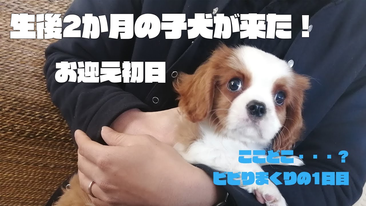 生後2か月のキャバリアの子犬が家にやってきた！