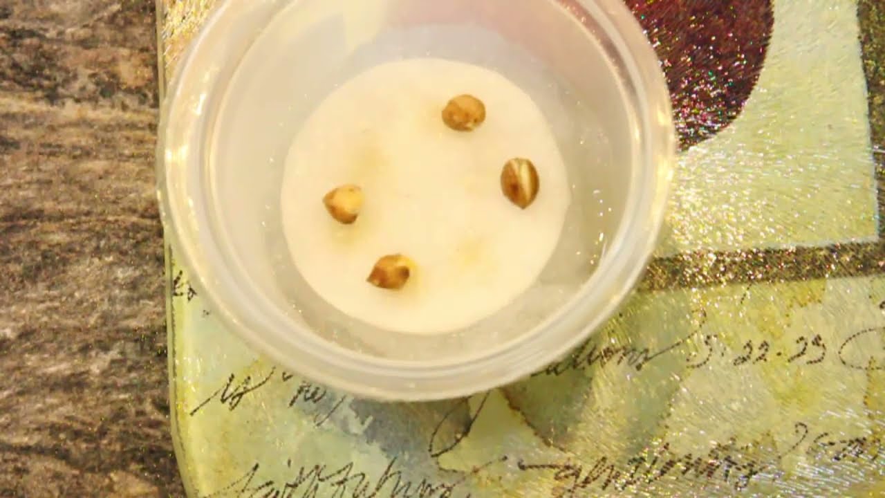 How to Grow  a Cherry Tree  from Seed