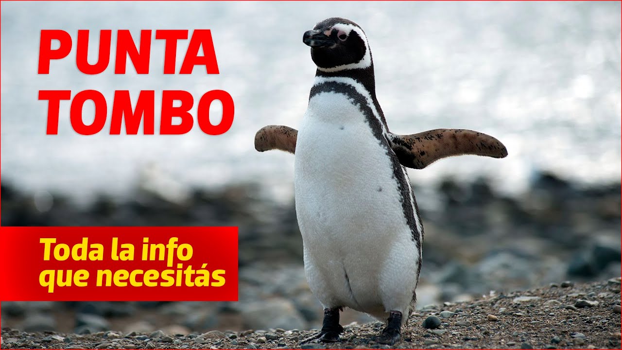 【4K】 Sobrevolamos la colonia de PING&Uuml;INOS m&aacute;s grande de Latinoam&eacute;rica 🐧🐧🐧 PUNTA TOMBO, CHUBUT