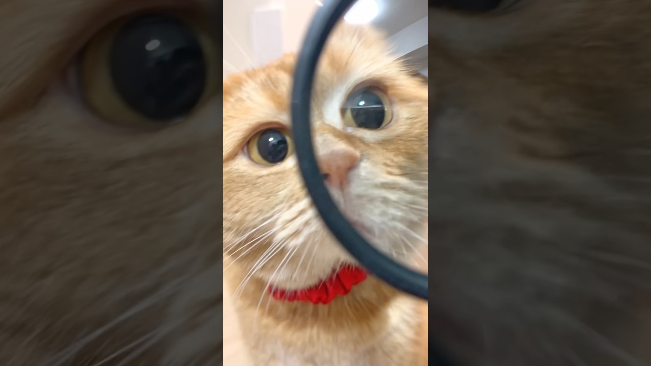 弟のおもちゃを修理してあげたくて&hellip; #shorts #cat #cute #drama