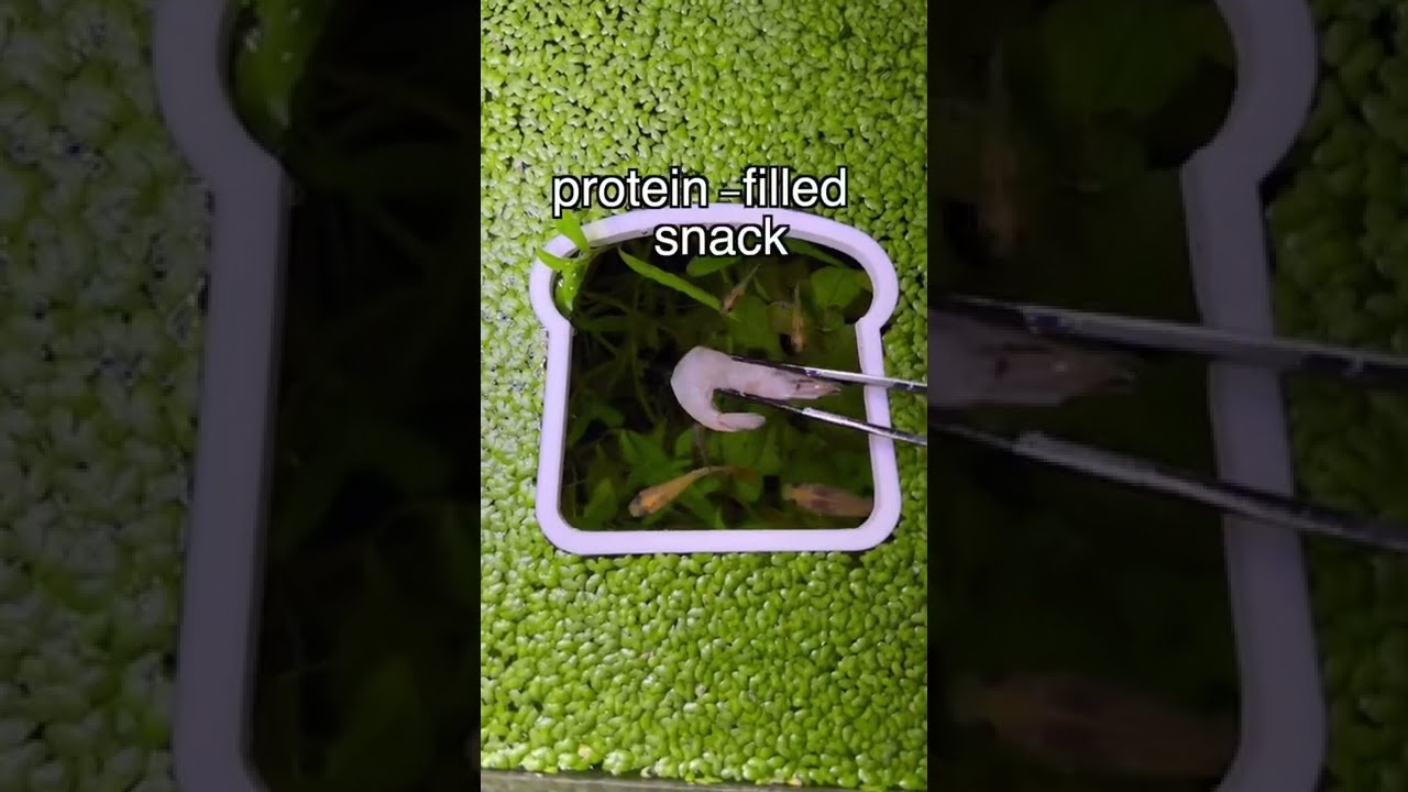 Why do Guppies Eat their OWN Babies? 👶