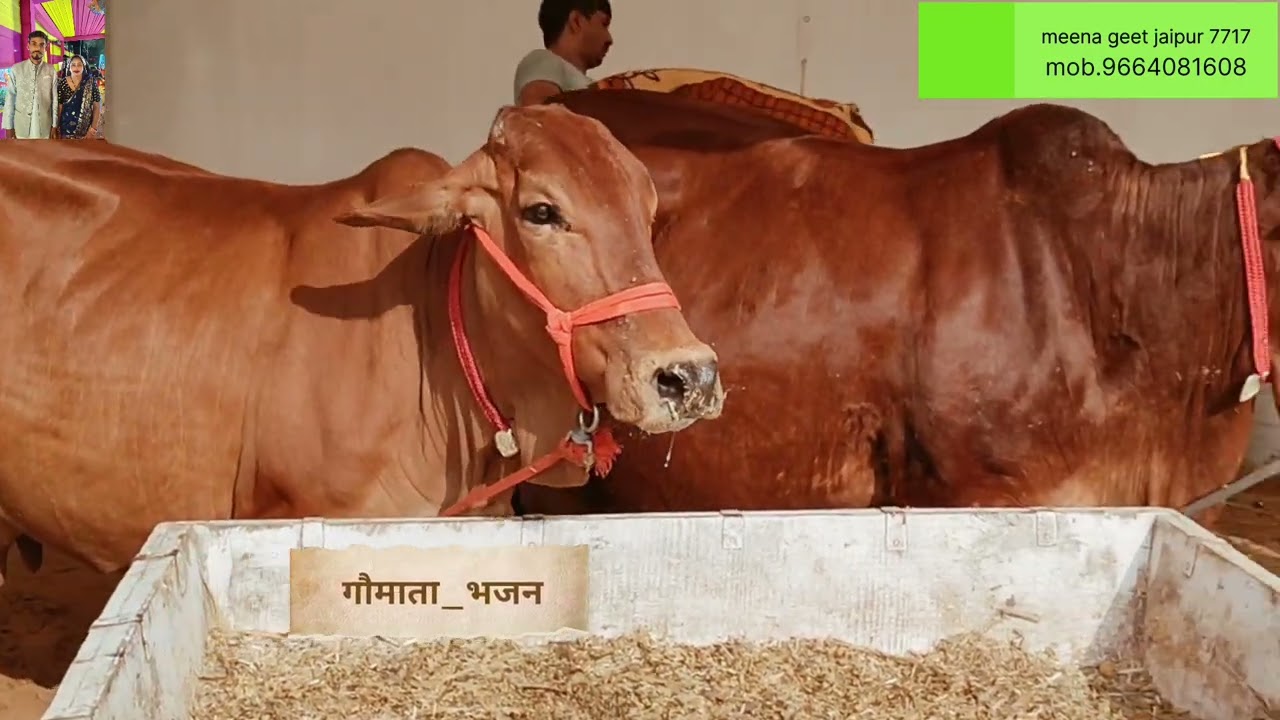 ओम_मुंडेल~_न्यू_गौमाता_भजन__Gau_Mata_New_Dj_Song_2026_इण_दुनियां_में_गऊमाता_भगवान_कहीज्ये_#ट्रेडिंग 