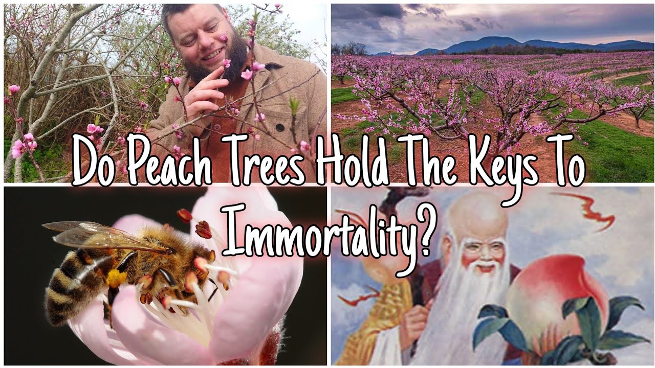 The Power of the Peach Tree: Beauty, Benefits & Ancient Lore 🌸