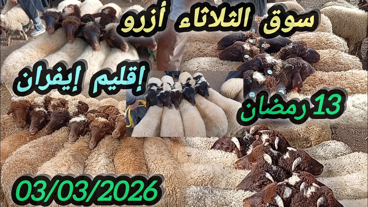 #حصري سوق الثلاثاء أزرو بتاريخ 03/03/2026#اكسبلور #foryou #animals 