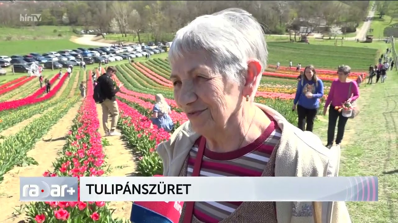 Tulipánszüret - HÍR TV+