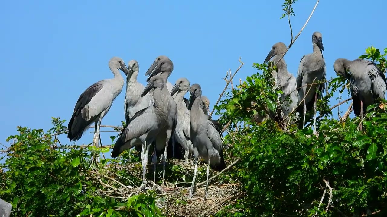 Bird Sanctuary Preserving Habitat, Harmony, and Hope for Feathered Species 00143