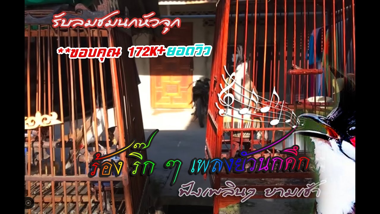 #เสียงนกกรงหัวจุกร้อง ริ๊ก ๆ ฟังเพลงยั่วนกคึก #birds **ขอบคุณ 172K+ยอดวิว#นกนับดอก #รับลมชมนกหัวจุก