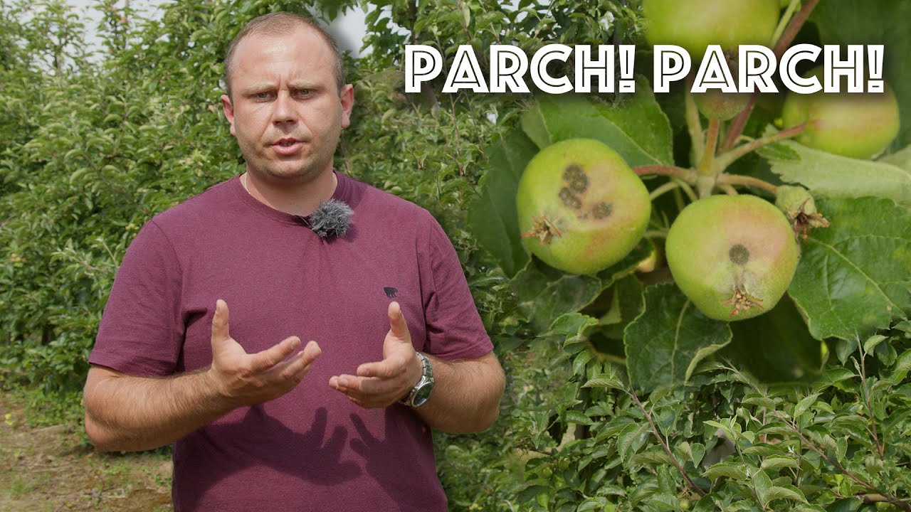 Alert! Plamy parcha na zawiązkach. Kr&oacute;tko i na temat