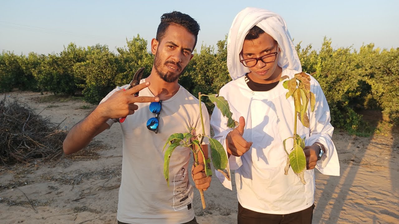 تقليع نصف شتلات مزرعة مانجو أوستين بسبب ضعف الشتلات و الاصول المختلفة | المعلم ستاموني