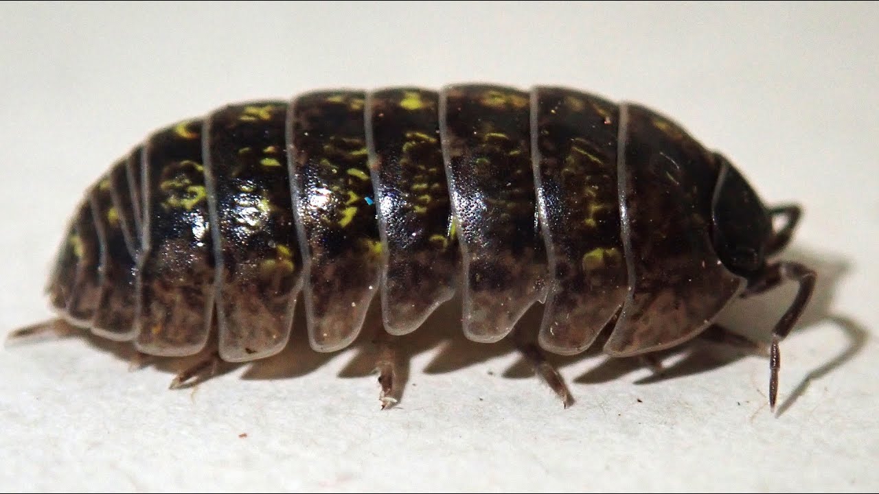 Cochinilla o Bicho bola (oniscídeos)