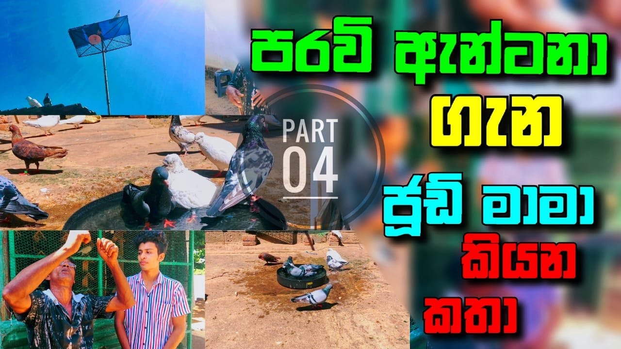 (ජූඩ් මාමා part 4 ) අලුතෙන් පරවි හදන කෙනෙක්ට ජූඩ් මාමා කියන දේවල්