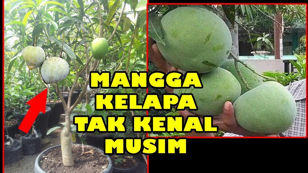 UNIK !! Mangga Kelapa Kerdil Cepat&Lebat Berbuah dlm Pot | Tabulampot,Tanam | Manalagi,madu,Alpukat