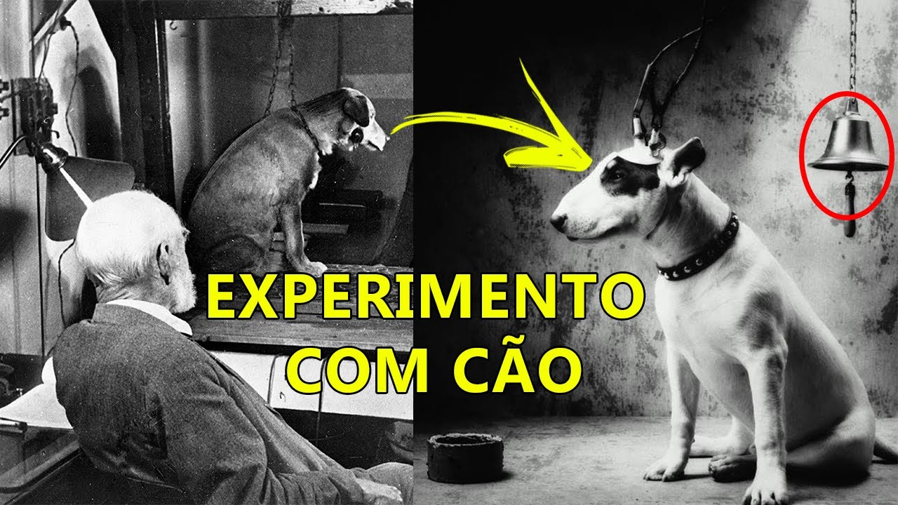 EXPERIMENTO COM CÃO - 