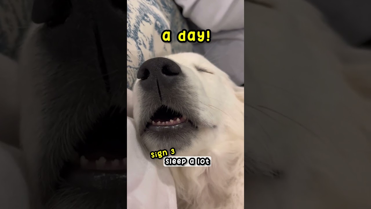 4 признака того, что ваша собака счастлива! 🐶 #собака