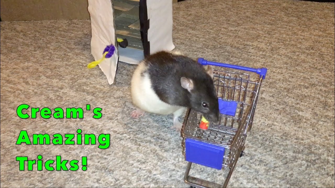 Cream's Incredible Rat Tricks Part 2!