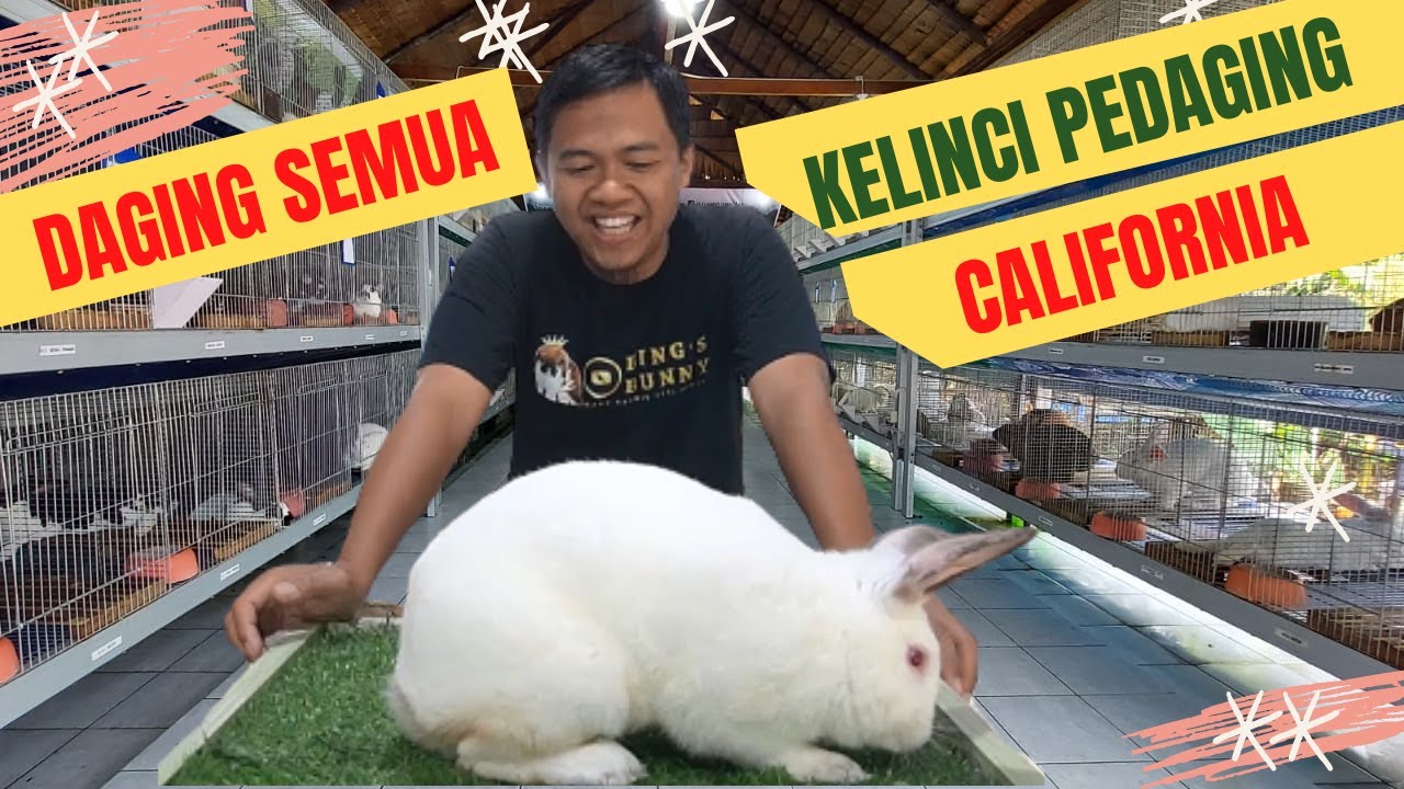 KELINCI CALIFORNIA !! KELINCI PEDAGING YANG PADAT DAGINGNYA