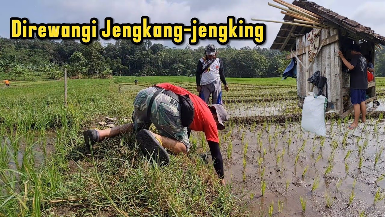 Musim tandur,sawah mulai hijau cocok buat mancing katanya