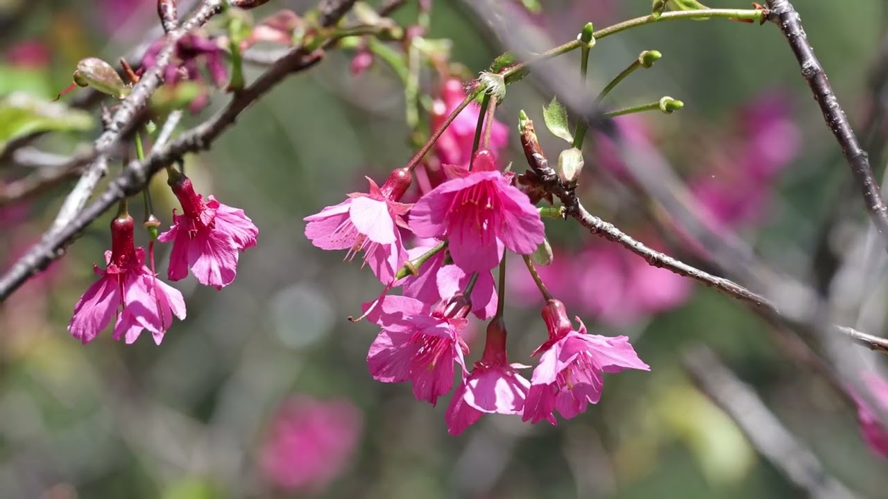 2026年櫻花