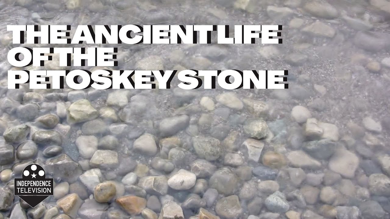 The Ancient Life of the Petoskey Stone - Michigan Moment