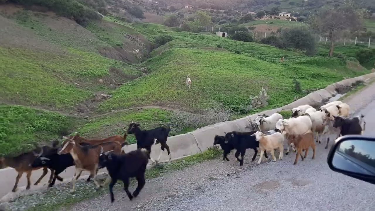 المغرب بلد الخيرات ، نحو سوق قروي بسيط ببني حرشان  Dónde está Bni Harchen? entre TETOUAN Y TANGER
