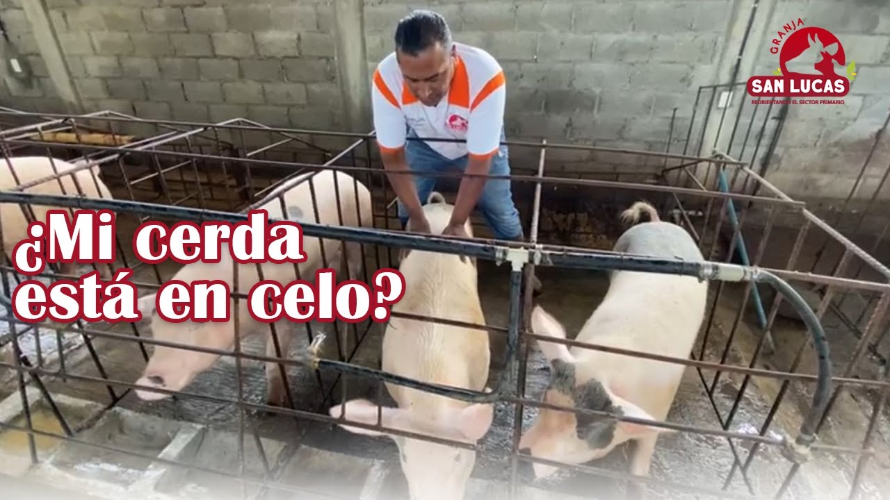 Detección del CELO O CALORES en mis cerdas | Granja San Lucas