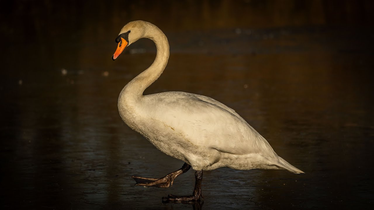 Birds walking on ice, Shalford Common, near Guildford, Surrey, UK